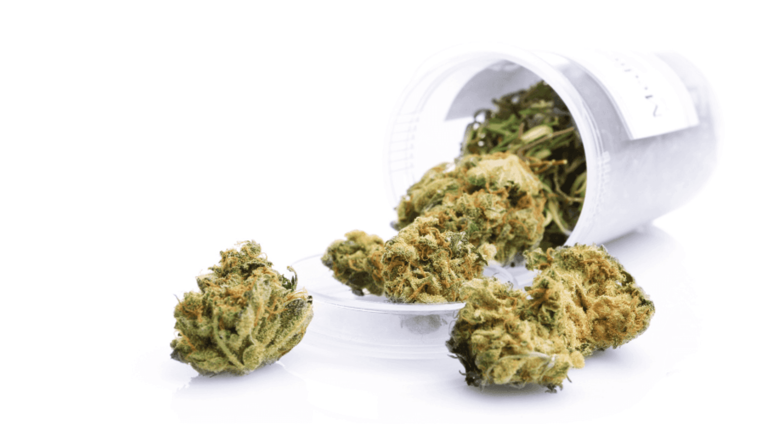 offene Dose mit getrockneten Medizinal Cannabisblüten